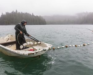 A man on a small boat beaching seine fishing for salmon.