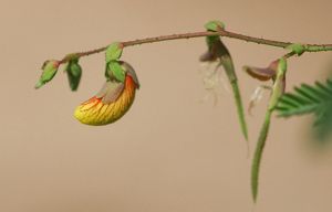 A small banana-shaped bloom hangs from a thin branch.