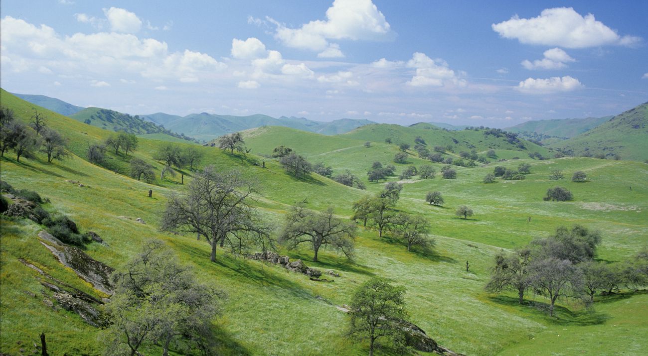 View looking across rolling green hills dotted with oak trees.