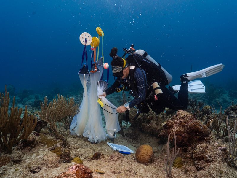 A woman diver adjusts nets underwater.