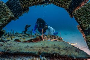 A diver working on astroturf underwater.