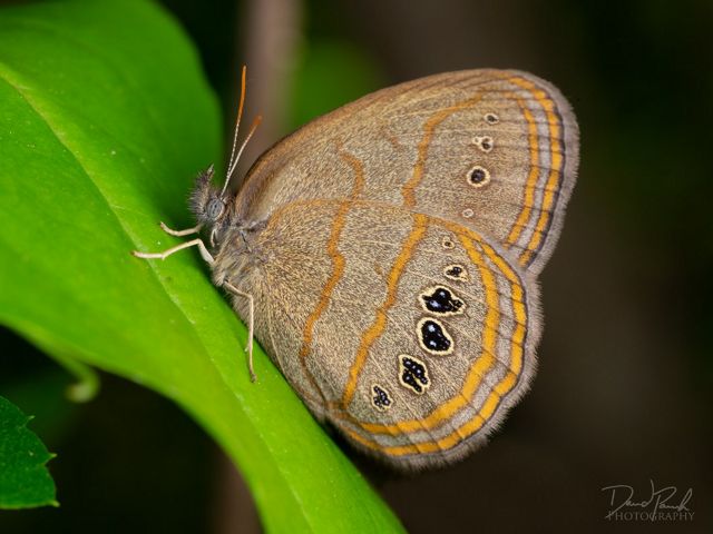A brown butterfly with yellow stripes and black and yellow eyespots along the edges of the wings.