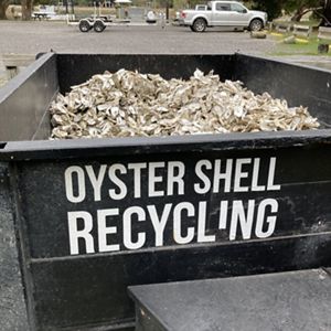 A large bin filled with oyster shells that reads, "Oyster Shell Recycling".