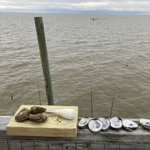 Whole and shucked oysters on a ledge overlooking the water.