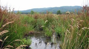 Mountains frame a green, marshy meadow that surrounds a small pond. 