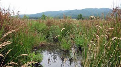Tall grasses surround a small pond.