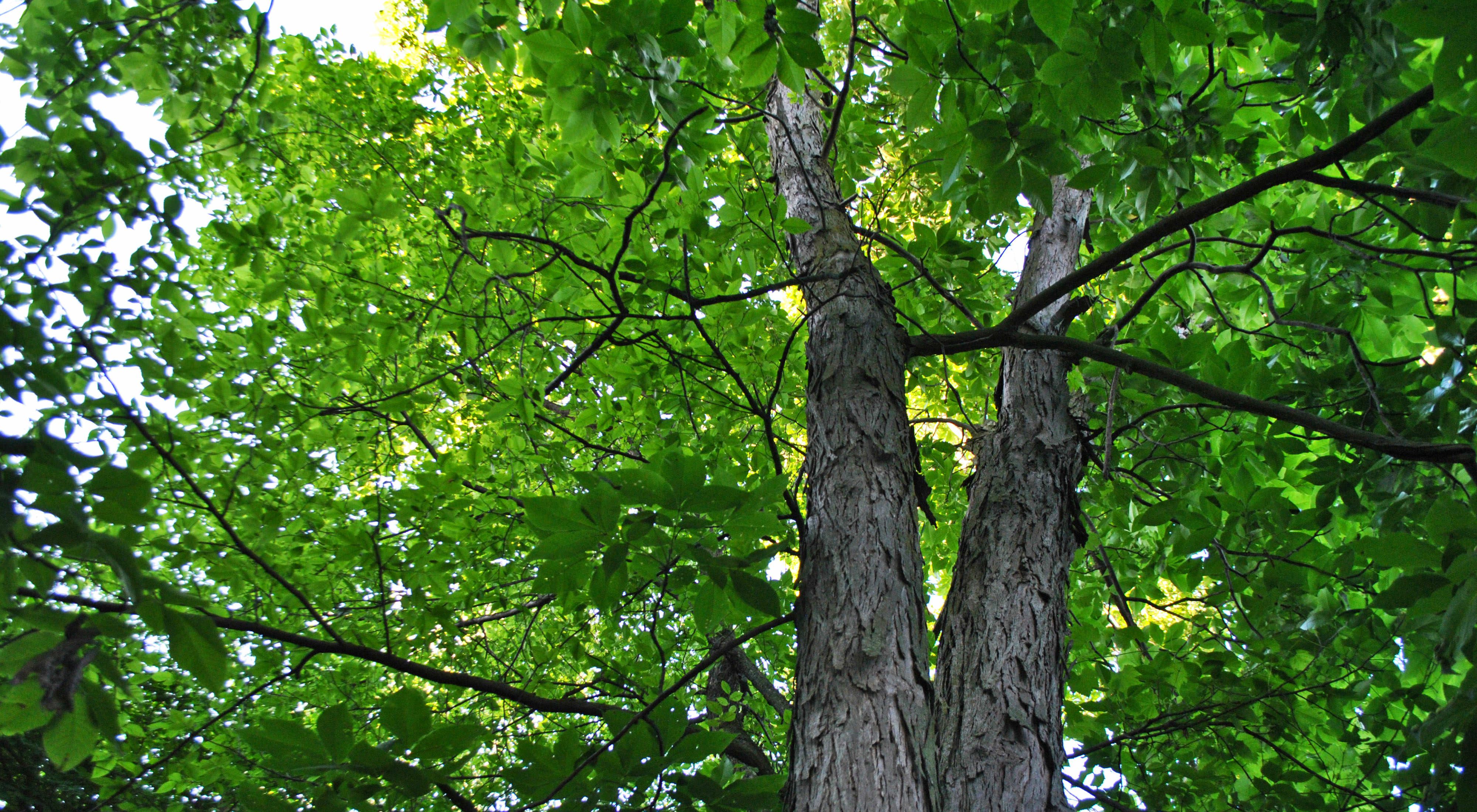 Looking up the trunk of a shagbark hickory tree. 