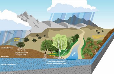Illustration showing the different habitats of mesquite trees.