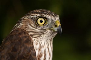 Closeup of sharp shinned hawk. 