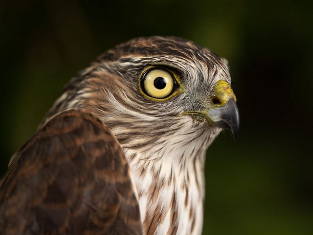 An adult sharp-shinned hawk with yellow eyes sits center screen. 