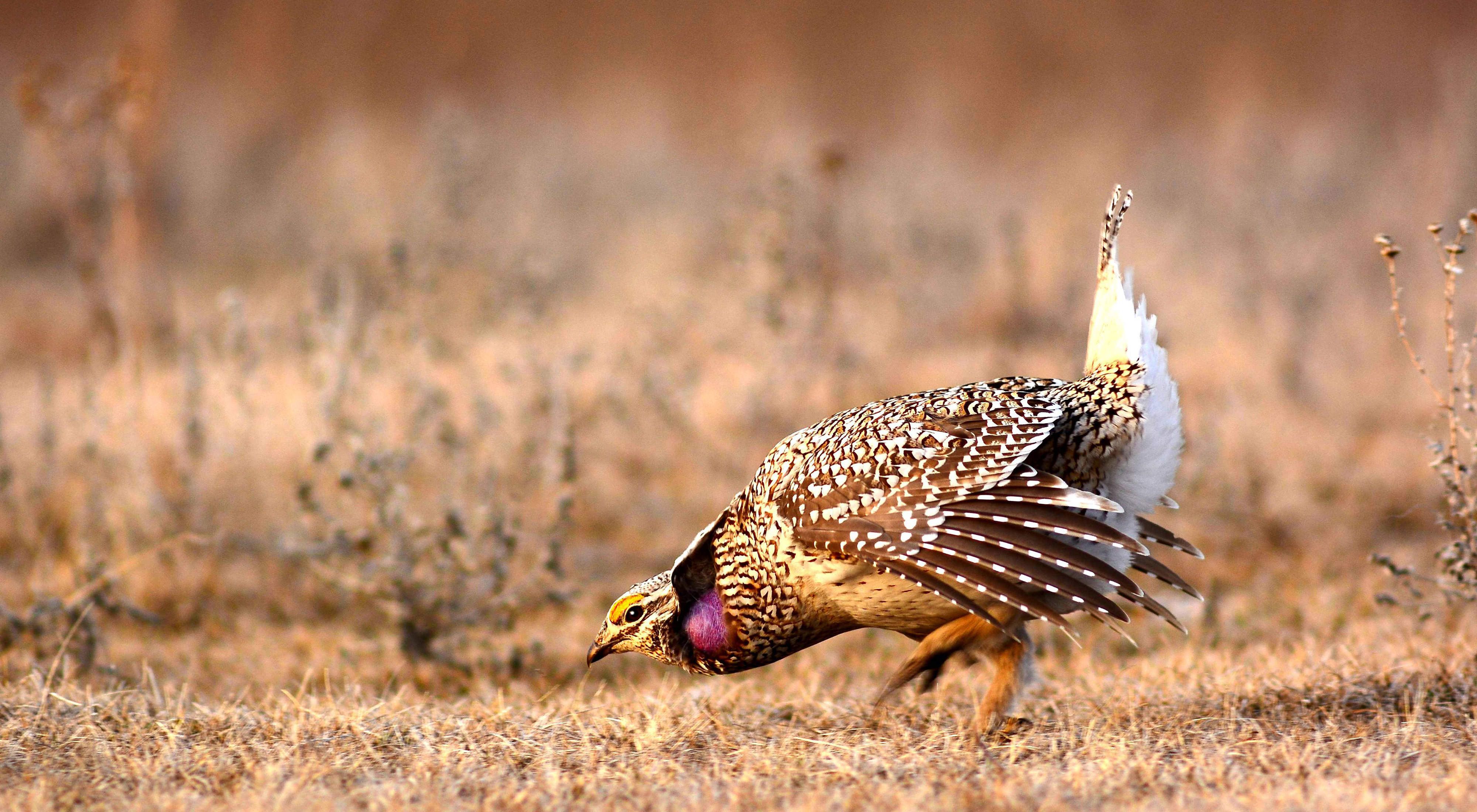 A sharp tailed grouse in a courtship display.