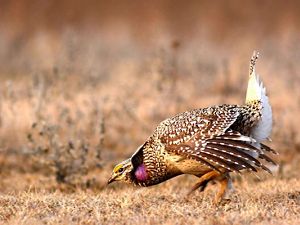 A sharp tailed grouse in a mating display.