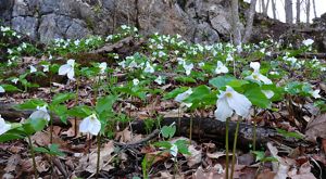 White flowers with yellow centers and green leaves grow among tree roots and brown fallen leaves.  