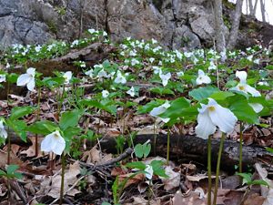 White flowers with yellow centers and green leaves grow among tree roots and brown fallen leaves.  