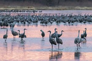 Cranes dance in the Platte River as pink and purple reflect from sky to water.