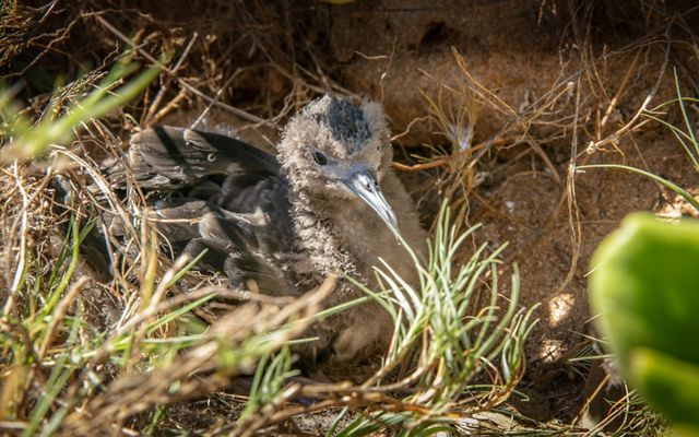 Grey bird sitting in the grass.