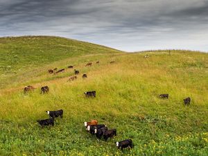 Aerial view of several cows standing on grassy hills.