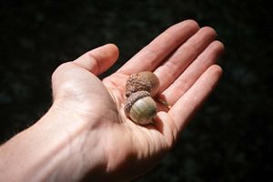 A hand holding two acorns.