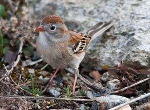 A small songbird standing on the ground.