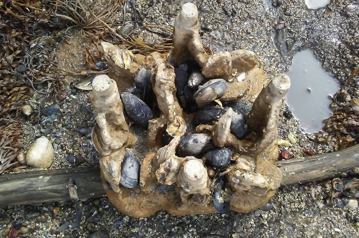 A textured tile holds young shellfish.
