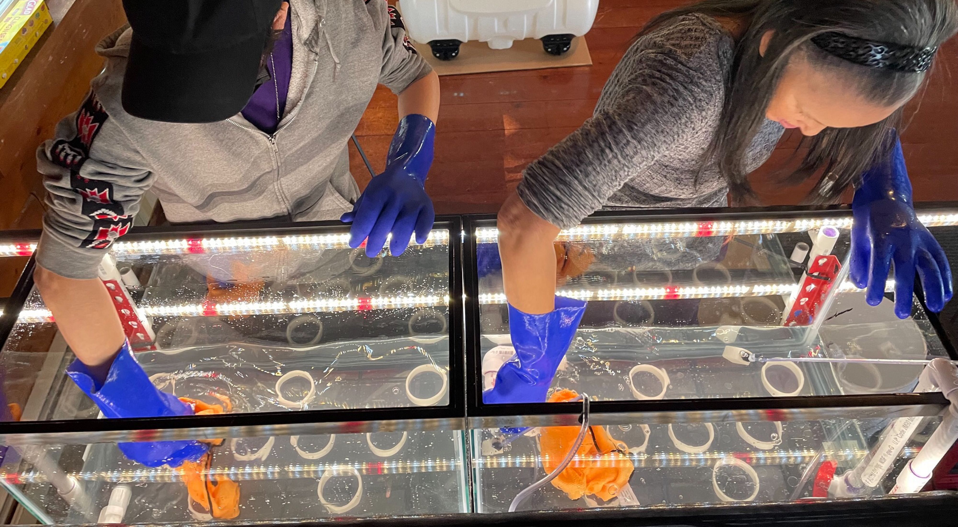 Two people wearing purple rubber gloves reach into tanks in a kelp hatchery. 