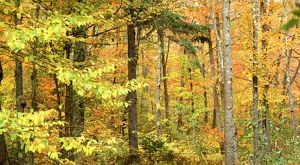 Brilliant golden foliage lights up the middle of a forest in autumn.
