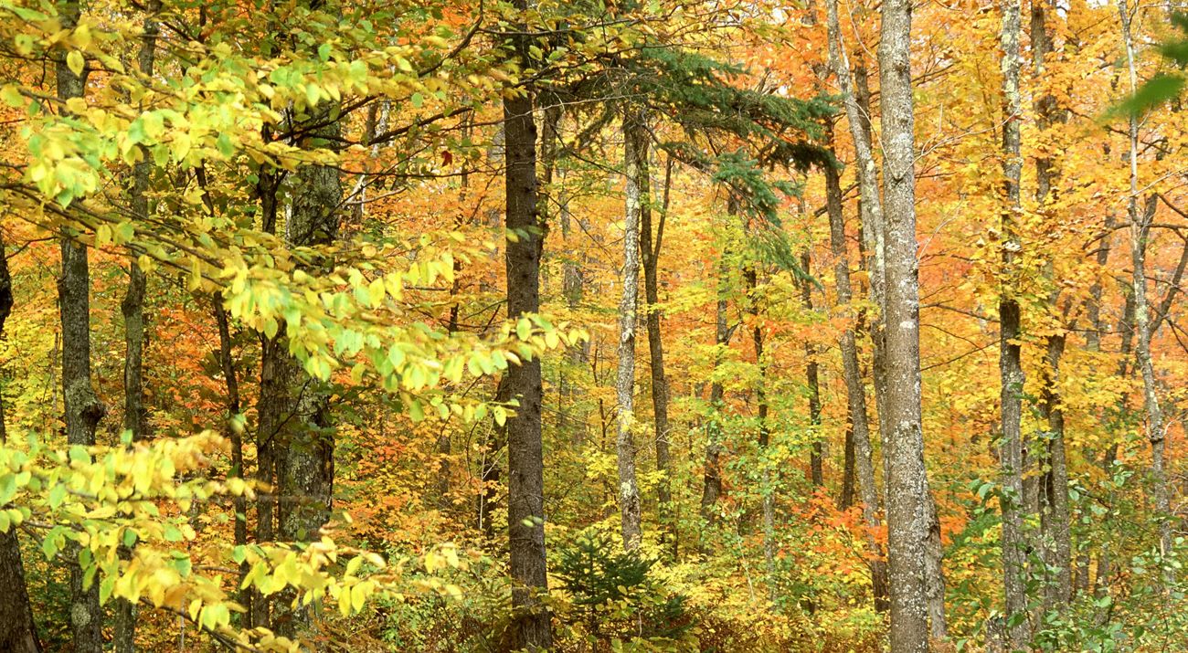 Brilliant golden foliage lights up the middle of a forest in autumn.
