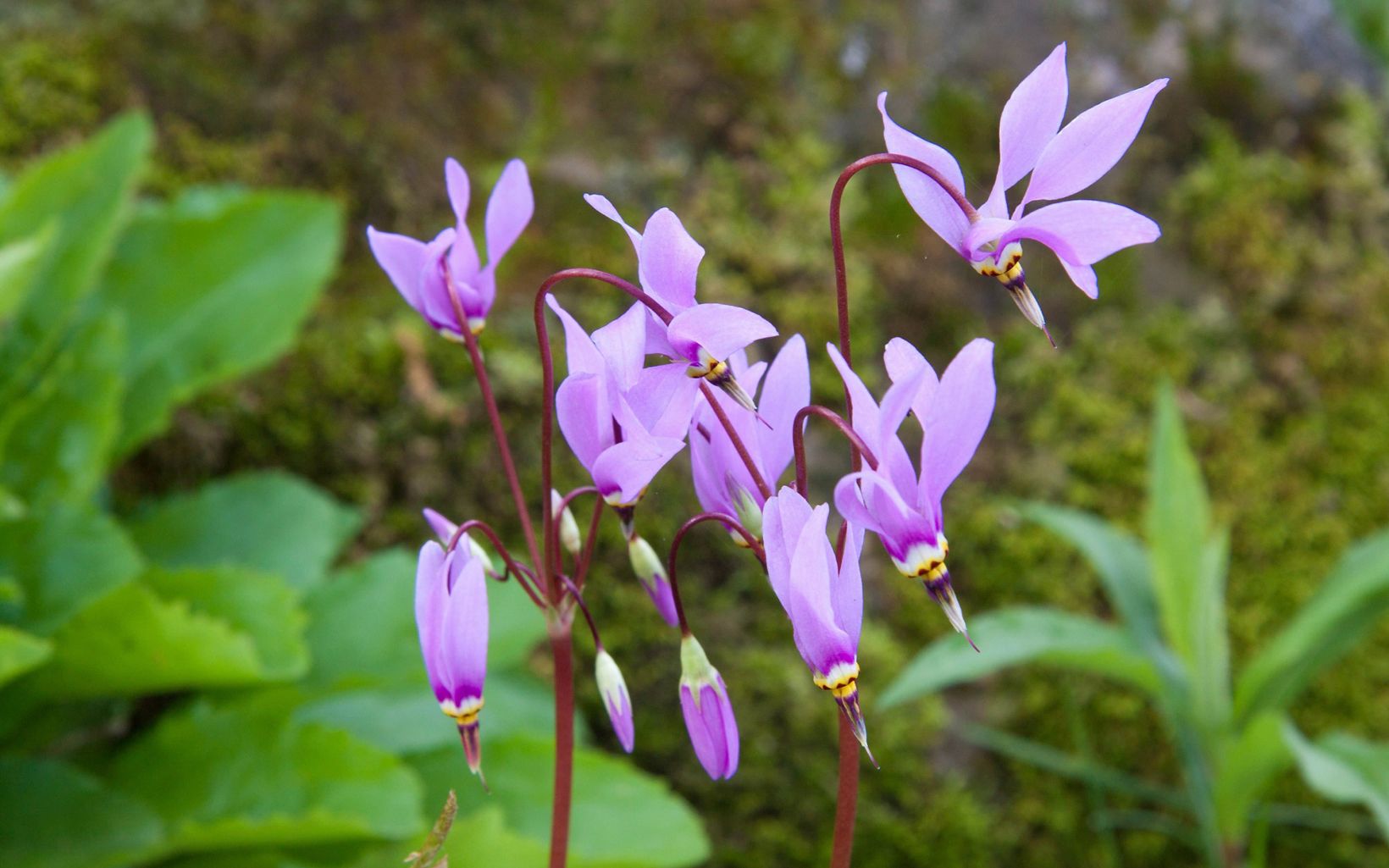 Chiwaukee Prairie is home to more than 400 plant species including shooting stars. 