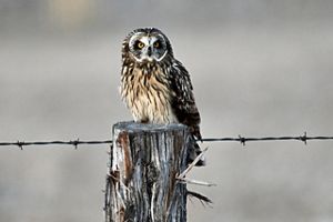 Short-eared owl on barbed wire fence post at Kankakee Sands.