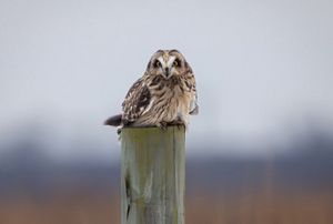A short-eared owl on a post stares directly into the camera. 