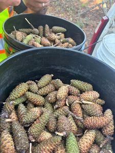 A bucket full of harvested pine cones.