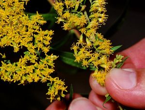 Short's Goldenrod is one of the rarest plants in the world.