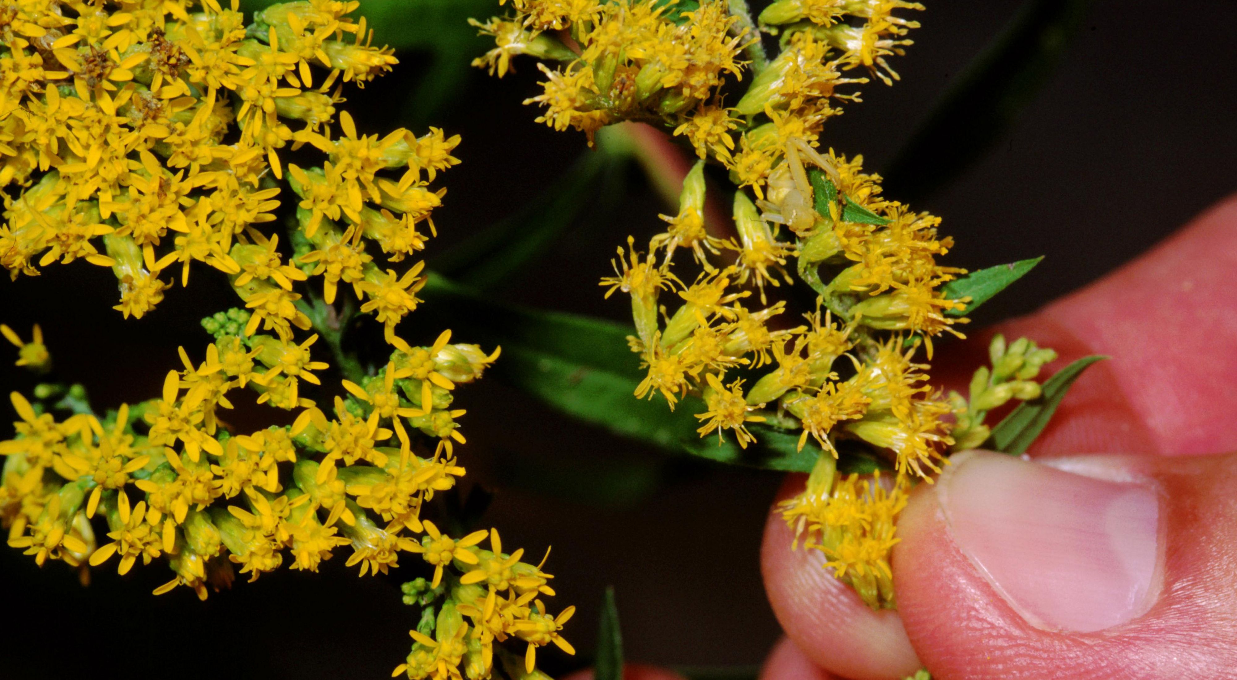 Close-up of slender plant with bright yellow clustered flowers.