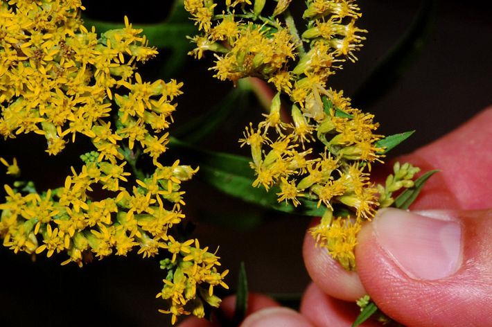 Close-up of plant with small bright yellow clustered flowers.