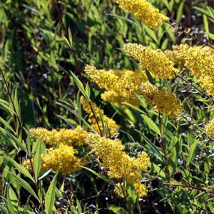 Yellow rod flowers among green plants. 