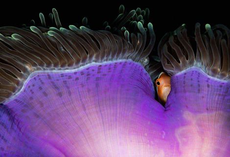 An anemonefish hiding