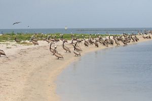 A massive group of large brown pelicans gather together on a sandy shore that disappears into blue ocean water.