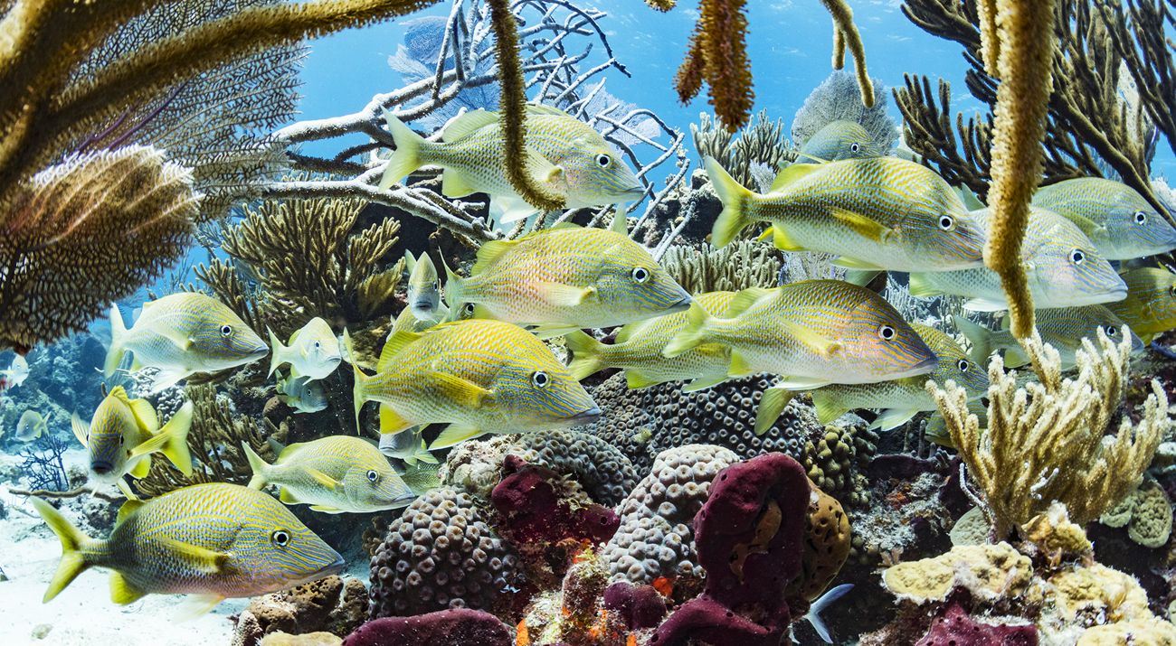 fish swimming in a reef.