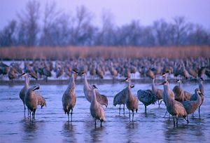 Hundreds of sandhill cranes at roost on the Platte River.