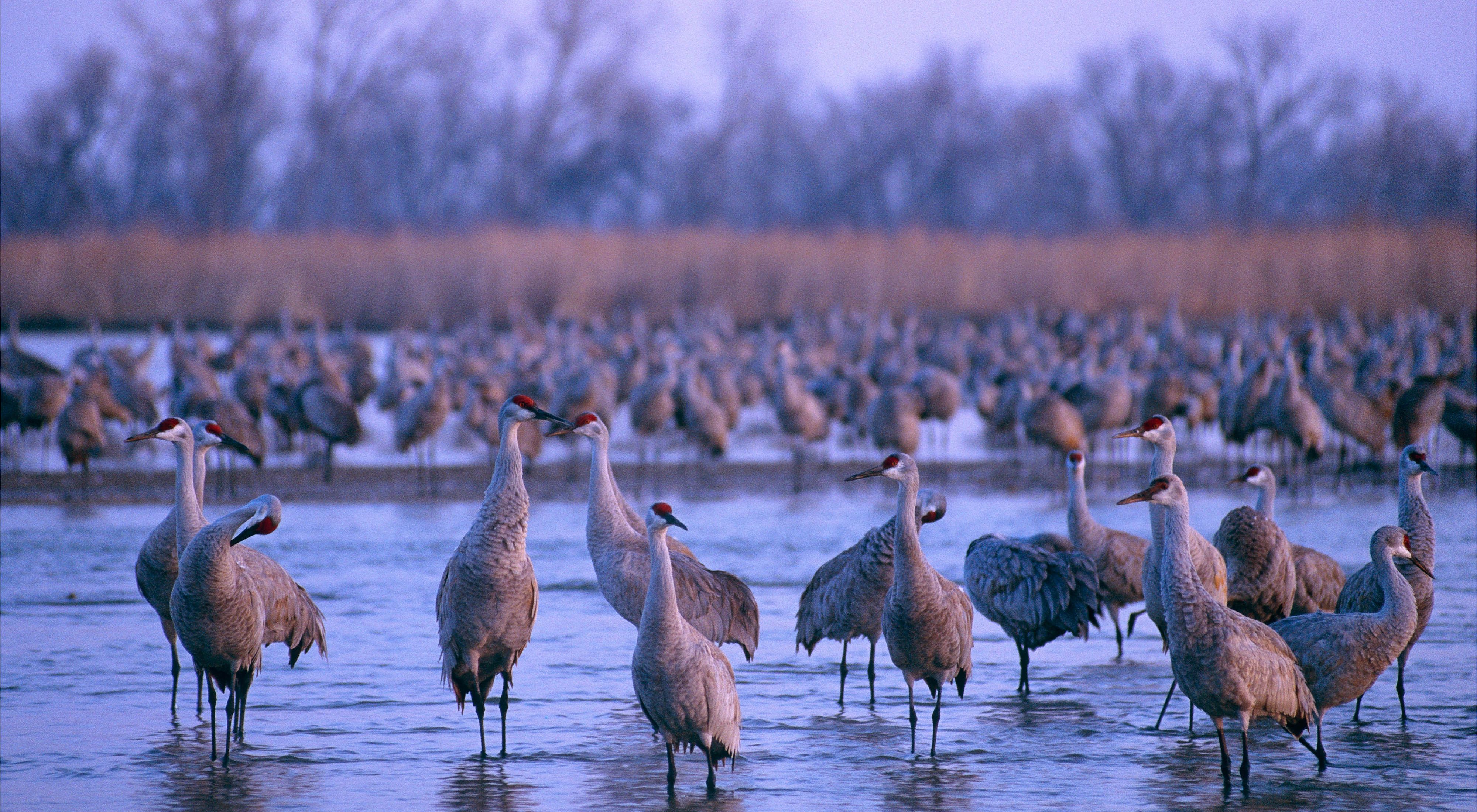 Hundreds of sandhill cranes at roost on the Platte River.
