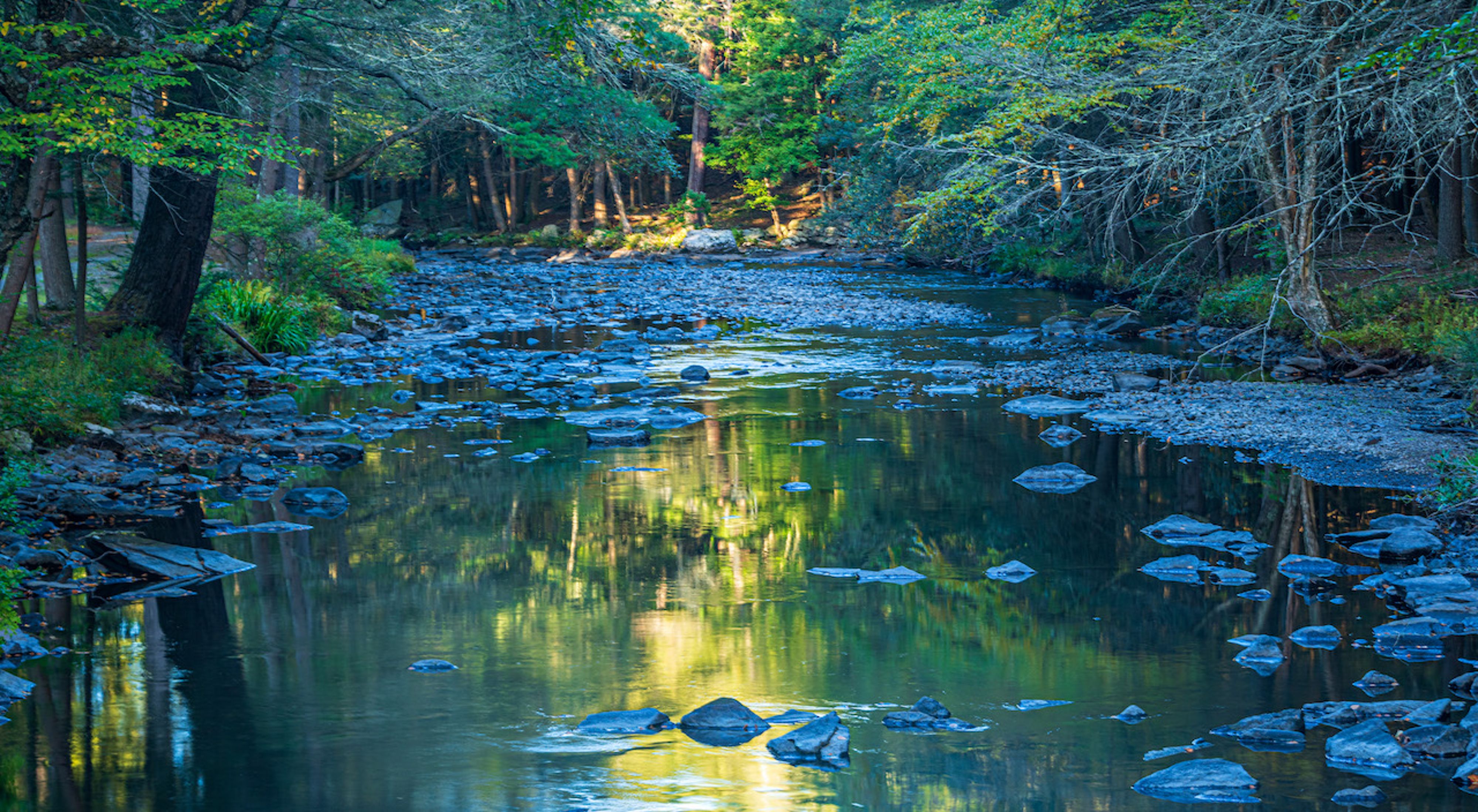A creek flows through a wooded area surrounded by lush green trees.