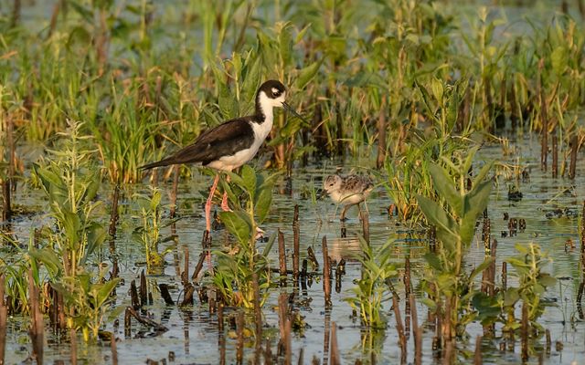 A large brown-and-white bird stands in a marsh, with a smaller gray-and-brown bird at its feet.