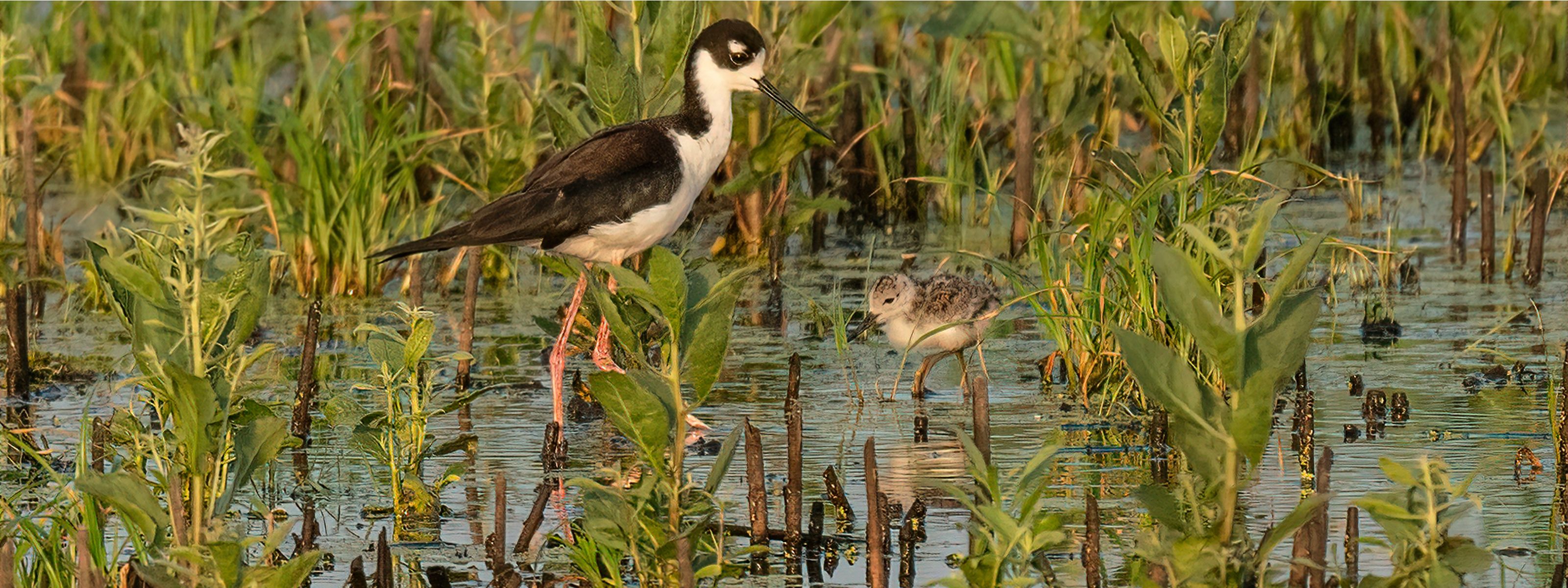 A small white and brown bird stand next to a larger white and brown bird in a marsh.