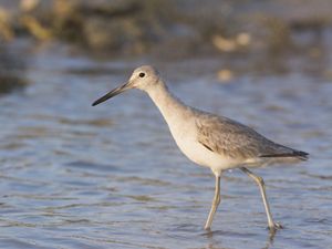 A willet walking through a shallow marsh. 