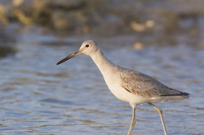 A bird with a long beek stands in water.
