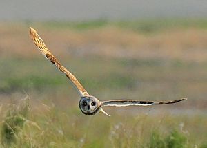 short-eared owl