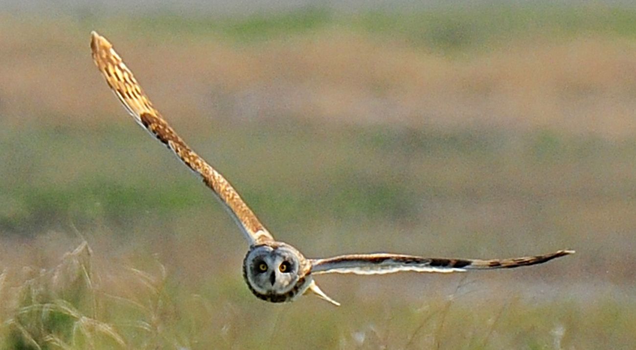 short-eared owl