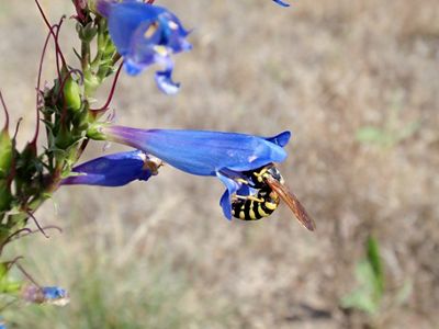 Closeup of a wasp in a blue flower.