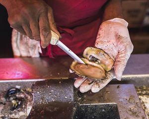 A closeup of hands shucking oysters.