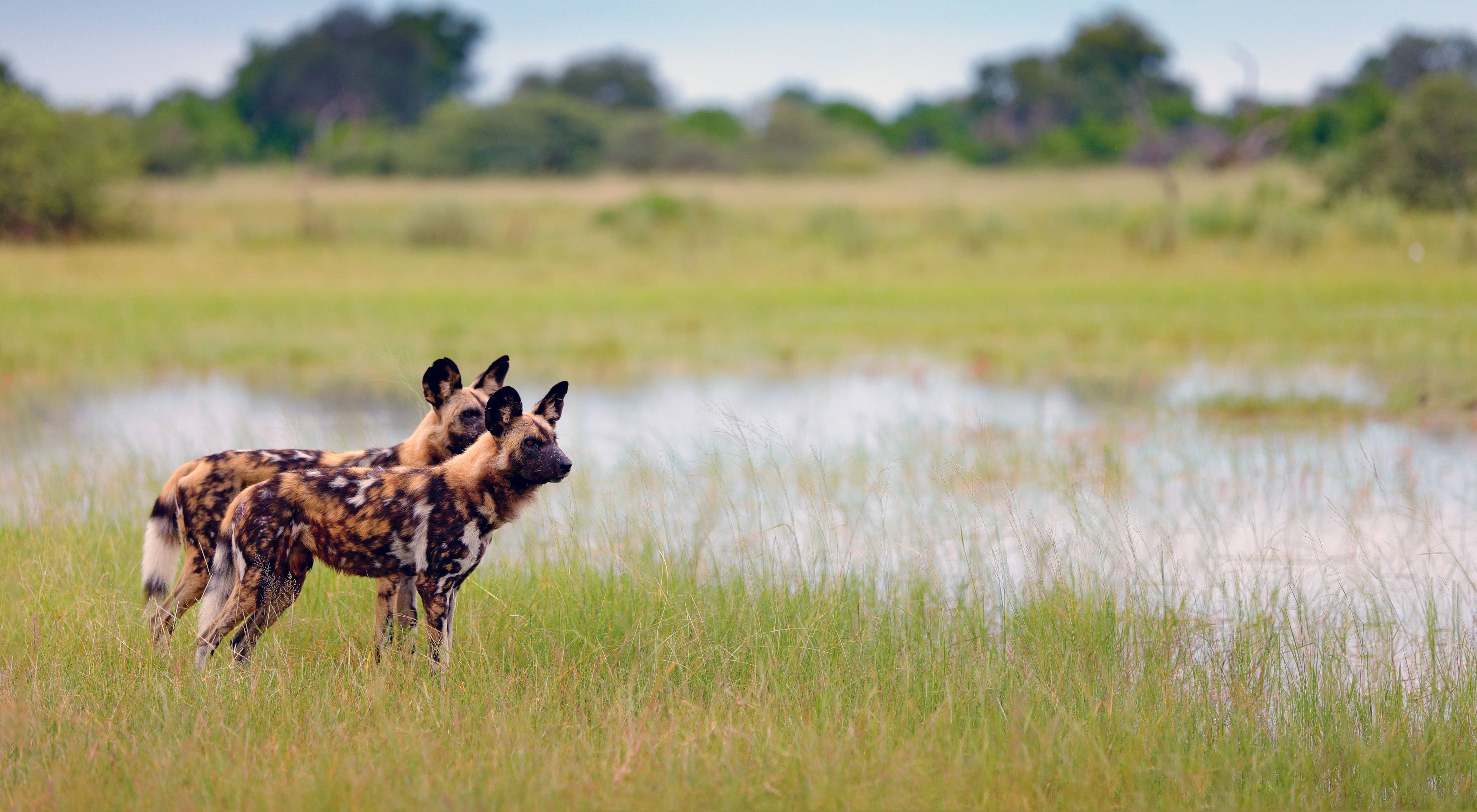 Wild dogs in swamp